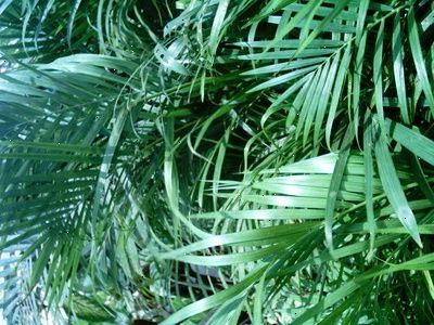 Hvordan ta vare på en areca palmetre. Innkjøp av treet.