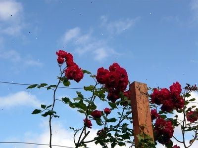 Hvordan forberede roser for vinteren. Lære at graden av vinteren preparater avhenger av hvor kaldt ditt område kan få.