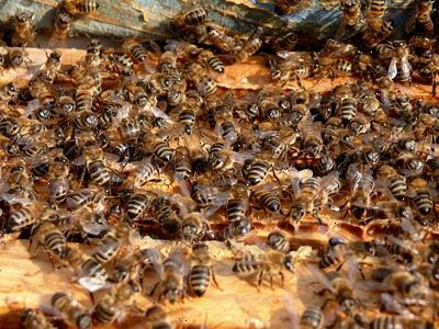 Hvordan bli kvitt bier: bee utryddelse. Avgjøre om det er en veps eller en bie.