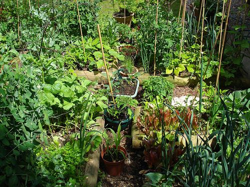 Hvordan å vokse din egen organiske veggie patch. Her er en steg for steg guide til å starte ditt organisk bakgård veggie patch.