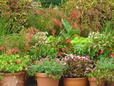 Hvordan mette jord for stueplanter