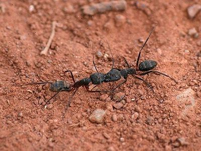 Hvordan bli kvitt maur i pantry