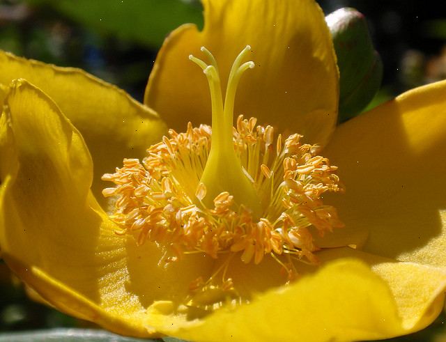 Hvordan å vokse morning glory blomster (crimson rambler)