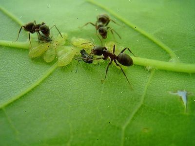 Hvordan bli kvitt maur uten kjemikalier