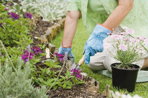 Hvordan lage en luke gratis blomst seng. Nøye planlegge din hage.